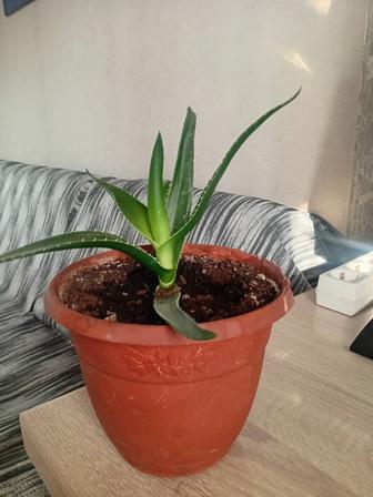 Продам цветок Алое Вера