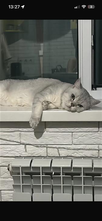 Отдам кота в добрые руки