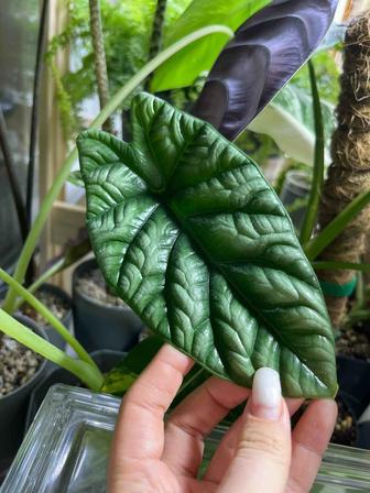 Алоказии, клубни, детки