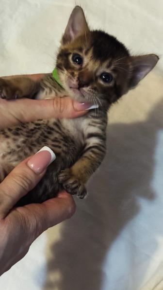 абиссинские котята