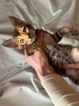 абиссинские котята