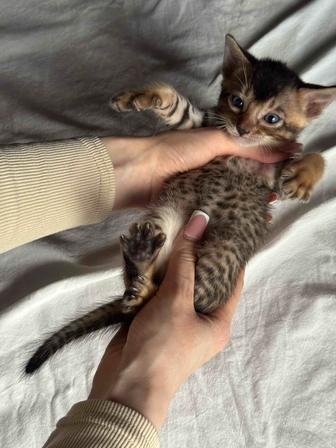 абиссинские котята