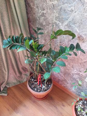 Комнатные цветы