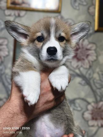 Продам щенков вельш корги пемброк.