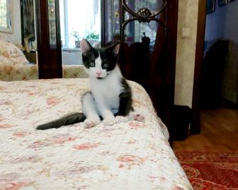 Котенок в дар