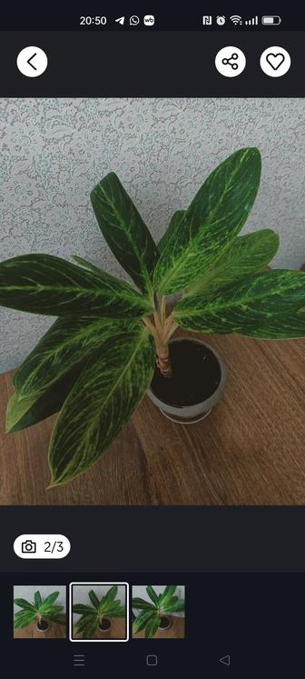 Продам Аглаонему