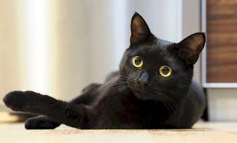 Котенок кошка кот