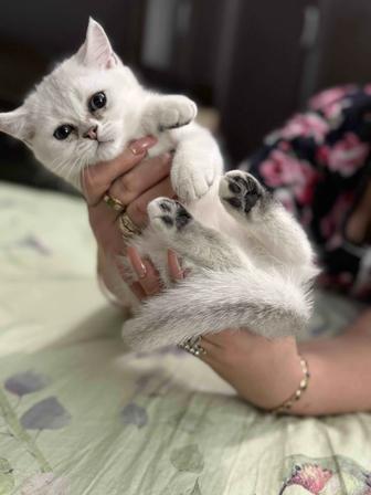 Продам котят шотландский, шиншилла