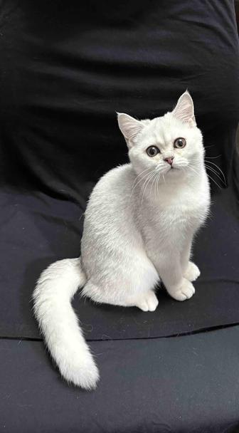 Продам котят шотландских, шиншилла серебро