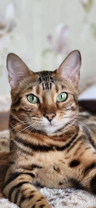 Пропала бенгальская кошка