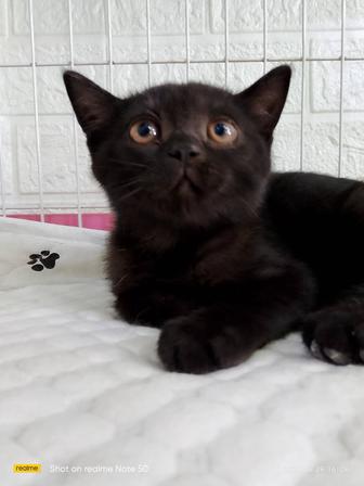 Отдадим котенка в добрые руки . Мальчик