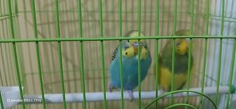 Волнистые Попугай пара