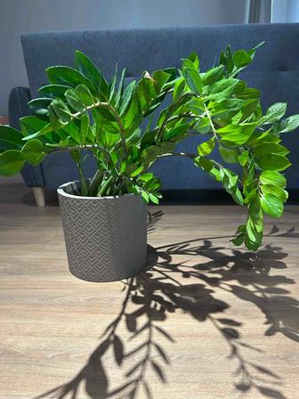 Замиокулькас дешево