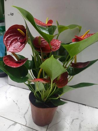 Комнатные растение