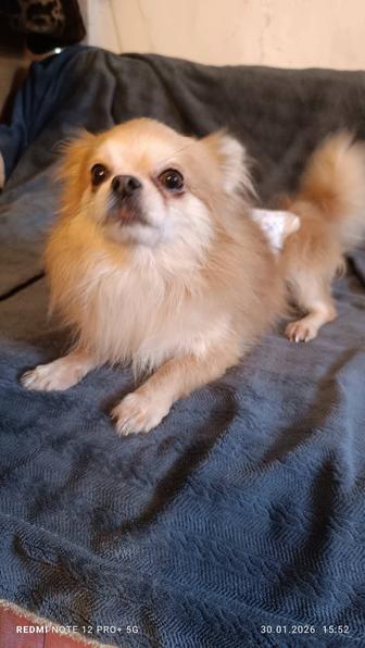 Кобель Чихуахуа для вязки