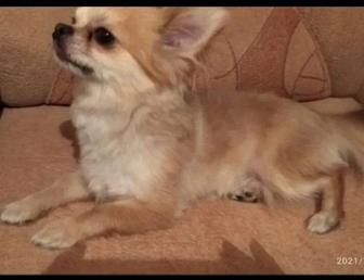 Кобель Чихуахуа для вязки