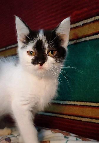 Котик ищет дом