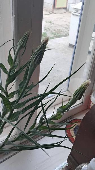 Разнорабочий