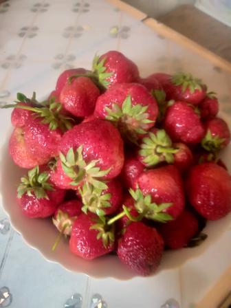 Клубника дачная
