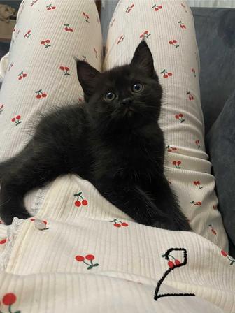 Котенок scottish страйт, шотландская