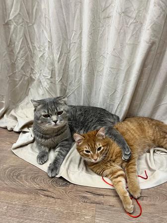 Отдам котов бесплатно