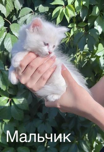 Отдаем котят в надежные и ласковые руки