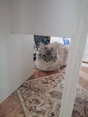 Здравствуйте отдам кота в добрые руки