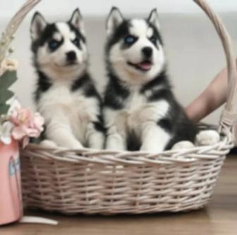 Продам щенков сибирской хаски.