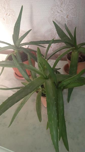продам алоэ вера
