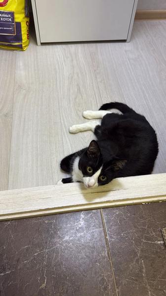 Отдам кота в хорошие руки