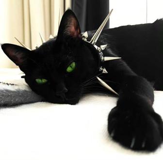 Присмотр за кошками и собаками на дому. pet sitter, pet sitting.