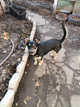 В связи с переездом,отдам в добрые руки пёсика,умняра,молодой,весёлый.