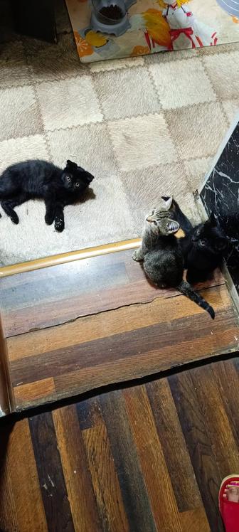 В добрые руки Котята