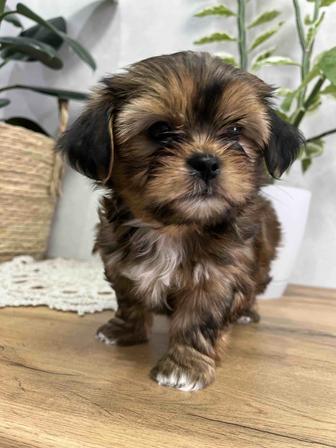 Редкие щенки Шорки мини порода, шикарная шерсть, элитный помет