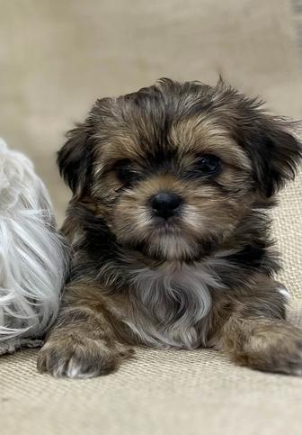 Редкие щенки Шорки мини порода, шикарная шерсть, элитный помет