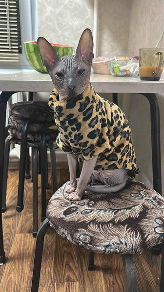 Вязка сфинкса