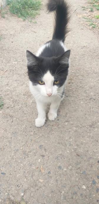 Котята бесплатно
