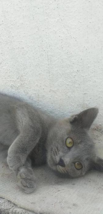 Котята бесплатно