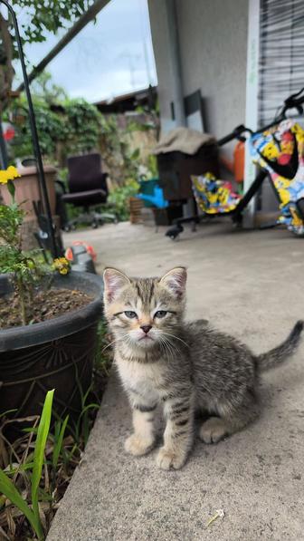 Отдам котенка в добрые руки.