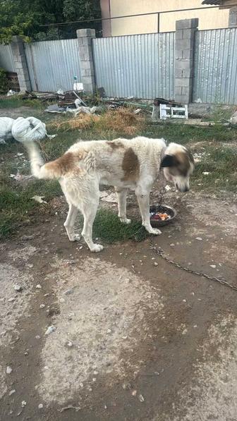 Отдадим в хорошие руки собаку алабай бесплатно