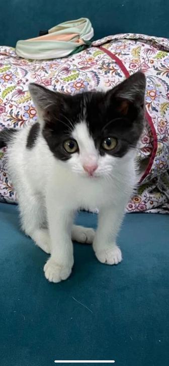 Котенок котята кошечка 2 месяца