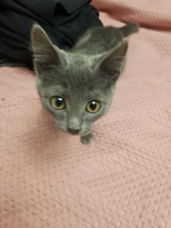 Отдам кошку ( 4 месяца) в добрые руки