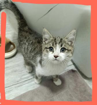 Чудом выживший котенок ищет дом