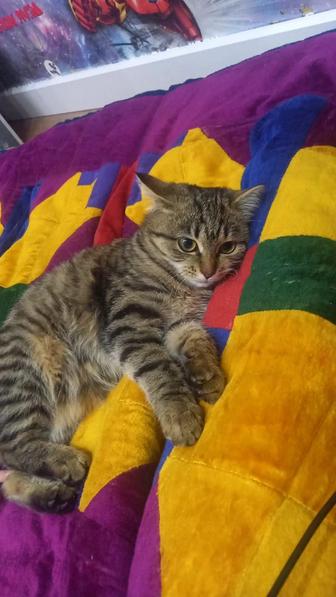 Котенка отдам