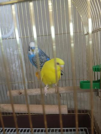 Продам попугаев волнистые 2 шт умные с клеткой
