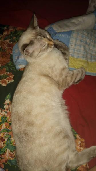 Отдам даром котенка