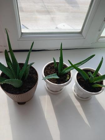 Продам цветы