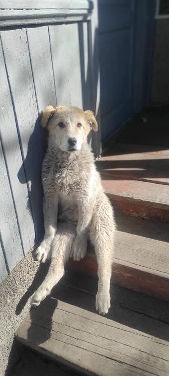 Отдам собачку в добрые руки. Девочка, 4-5 месяцев