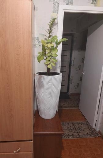 Продаю замиокулькас ( долларовое дерево) большой