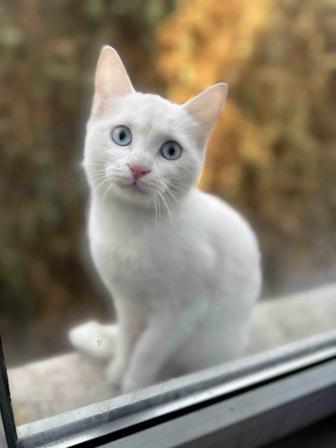 Отдам кошку в хорошие руки